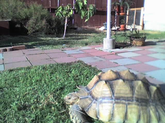 Ulysses in his yard