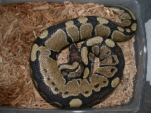 My 1st snake 100% het albino