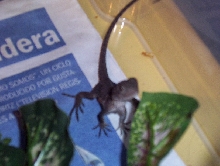 my small water dragon