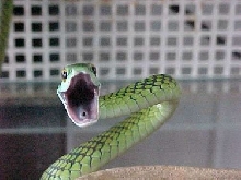 parot snake