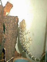 my tokay