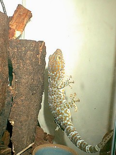 my tokay