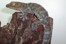 mi big tokay