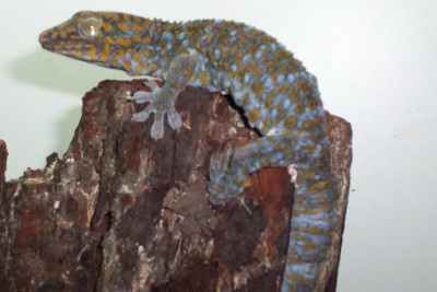 mi big tokay