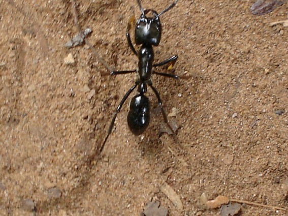 big ant (argentine)