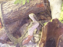 mi Australian water dragon