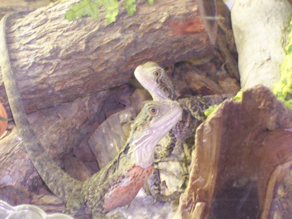 mi Australian water dragon