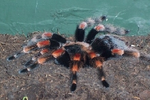 mi red mexican tarantula