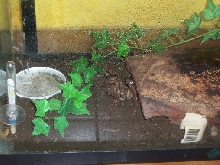 mi theraphosa blondi