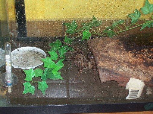 mi theraphosa blondi