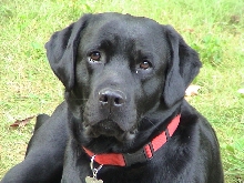 Louie