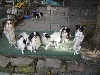 The kennel gang