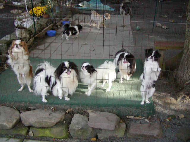 The kennel gang