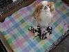 Fanny and her puppies