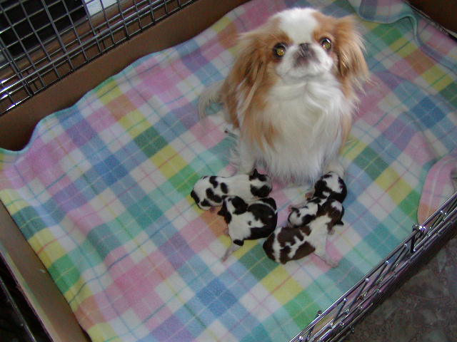 Fanny and her puppies