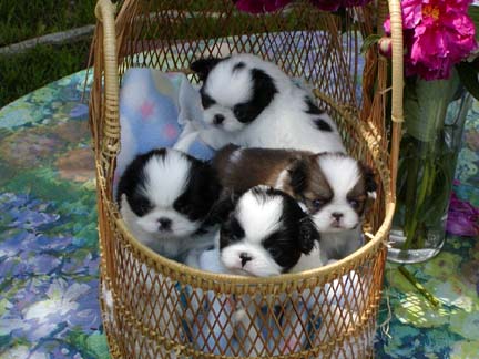 Willowood Puppies