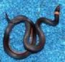 black back imperial