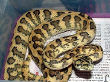 Female 75% IJ Jaguar poss het granite