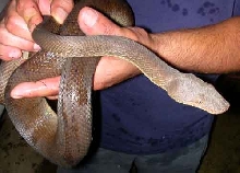 Fiji Boa