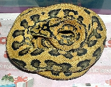 male 75% IJ Jaguar poss het granite