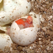 tangerine albino TxN