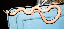 Pink Imperial Pueblan