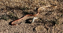 Red Racer eating Mojave Green