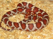 Crimson