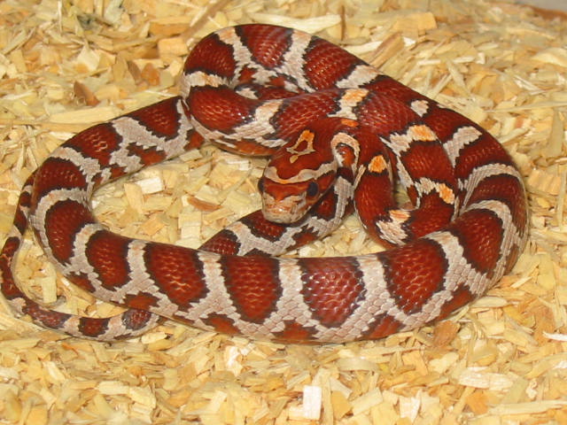 Crimson