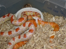 Aggressive breeder