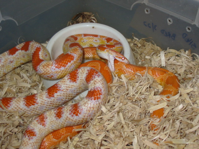 Aggressive breeder