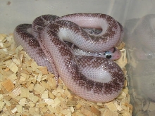 Axanthic White-side