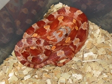 Hypo Blood