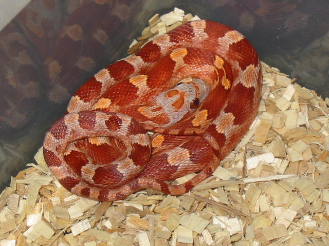 Hypo Blood
