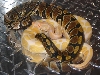 Albino and het sibling