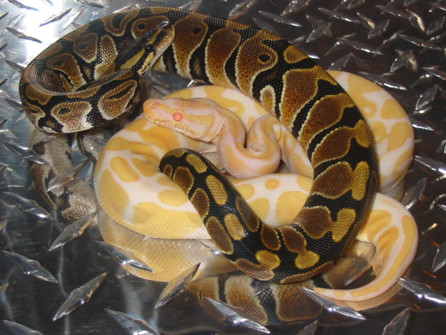 Albino and het sibling