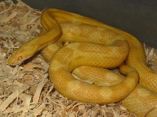 Butter motley