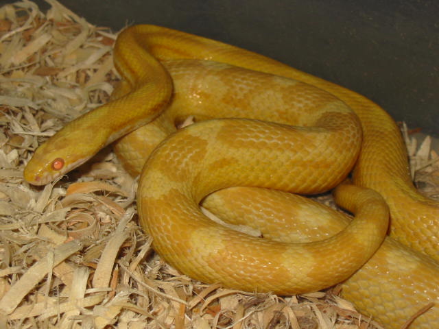 Butter motley