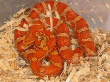 Crimson