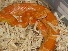 Creamsicle
