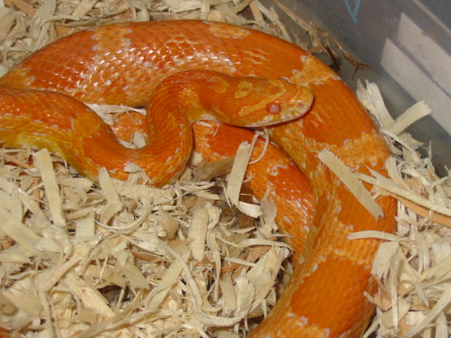 Creamsicle