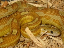 Caramel Motley