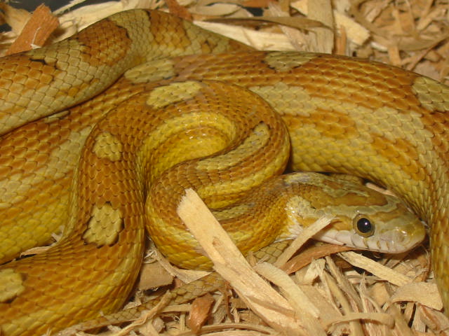 Caramel Motley