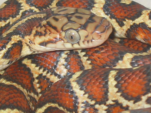 Mexican night snake