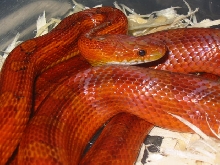 Bloodred