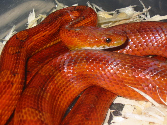 Bloodred