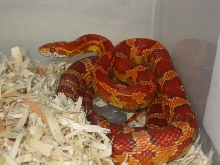 Hypo  het  Lavender