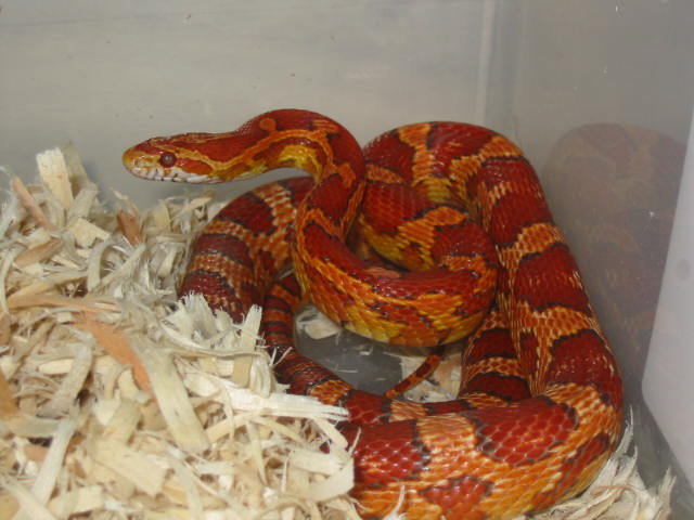 Hypo  het  Lavender