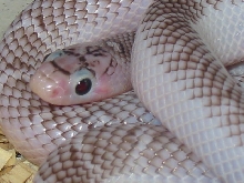 Axanthic White-side