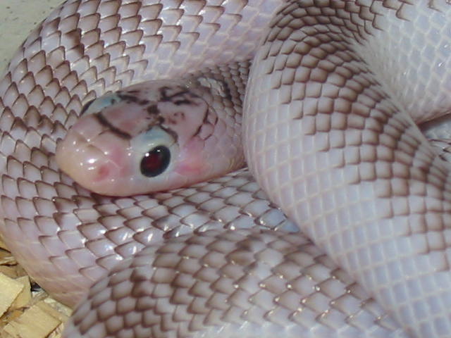 Axanthic White-side